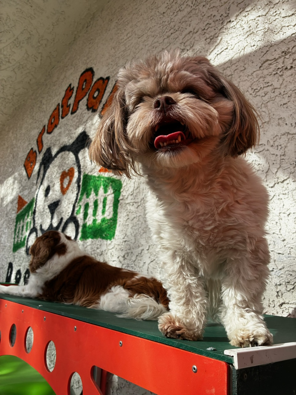 BratPak Dog Kamp Henderson facility with happy dogs