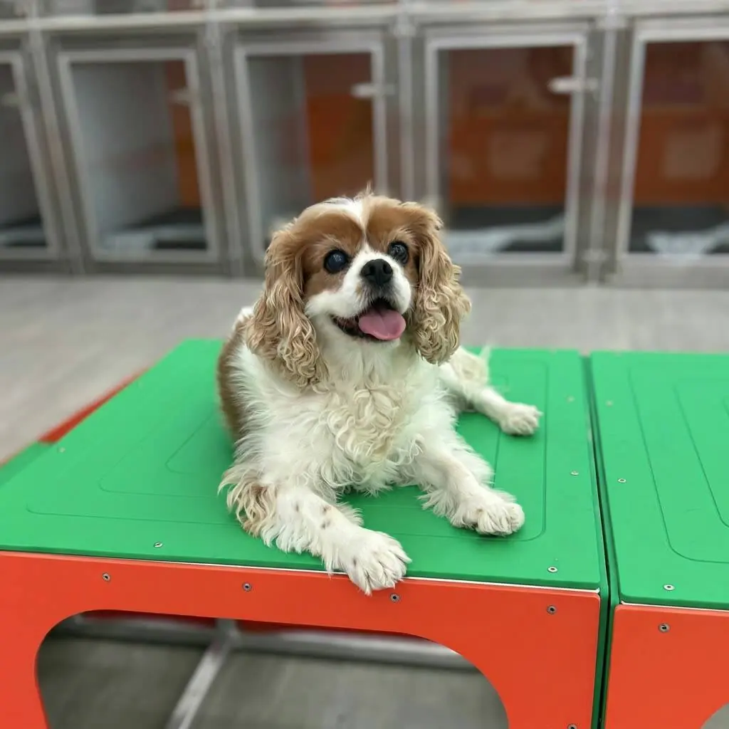 Dog Daycare service at BratPak