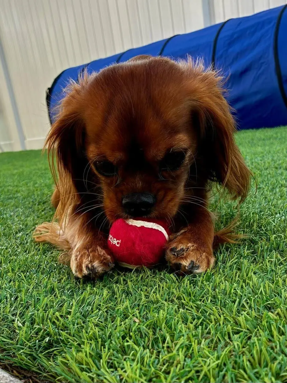 BratPak Dog Kamp Livermore facility with happy dogs